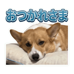 Kokona_20260523120653