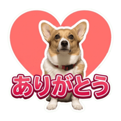 Kokona_20260523120938