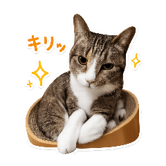 ハチワレトラ猫