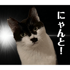 nyantaro_20260523154014