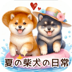 夏の柴犬の日常݁⟡.·