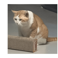 Happy cat saifah