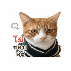 Phatpimon_20260428224905