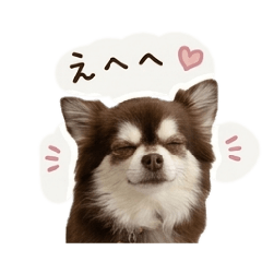 Chihuahua_chocolate_long coat