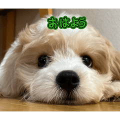 SHIN SHIN_20260523184718