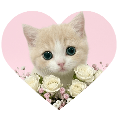 Cute cat stamps every day - Pink Girly