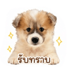 Rujee_20260428230545