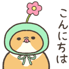 ☆とろけるネコの春☆スコティッシュ２