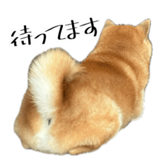 Shibainu Soramaru