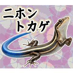働く！ニホントカゲの日常