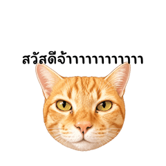 MooM_20260428231526