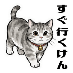 Heartwarming Hiroshima Cat