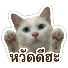 Wimon_20260429002325