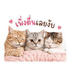 mumu_20260429012859