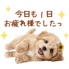 Fluffy Dog.4 maltipoo