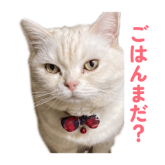 Kotomi_20260524024559