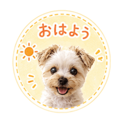 丸・ヨークシャーテリア