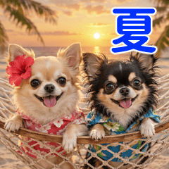 Hot Summer Chihuahua