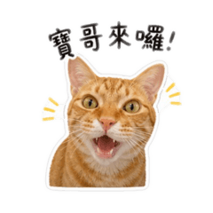 橘貓 寶哥