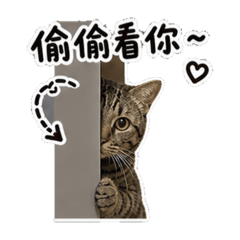 小卡卡
