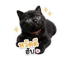 Black cute cat grass jelly