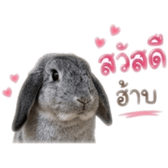 KT yy_20260429091616