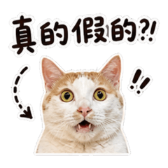 小奶橘