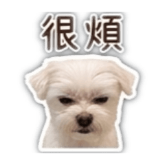 哇係毛毛