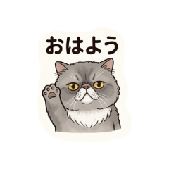 wappaya_20260524165535