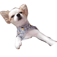 可愛的查理