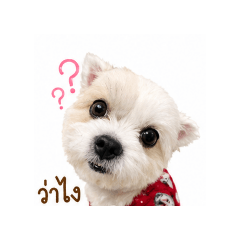 chippo_20260429105259