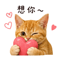 Ginger 小胖喵