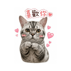 小肥仔2.0狗