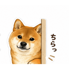 donchan stanp