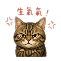 兄妹貓