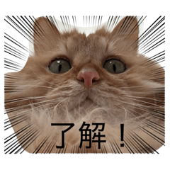 SAYA_20260517093321