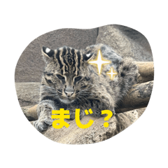 こーべどーぶつ