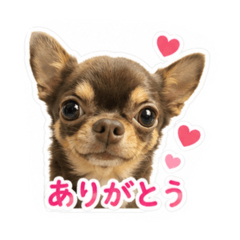 vivi_20260524205149