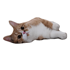 ChaCha Meow