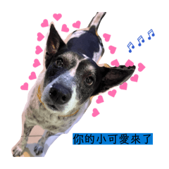 吉力丁寶