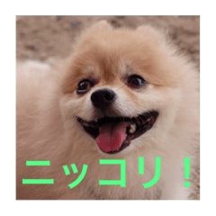 akiranian's dog