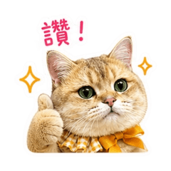 芬達日常用語