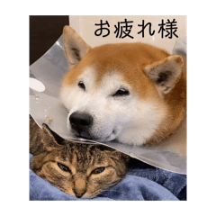 Kohaku_20260524221008