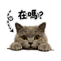 胖胖達日常生活