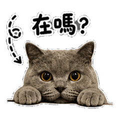 胖達熊貓天天日常