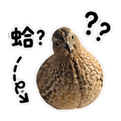 小鵪鶉胖胖（本鳥版）