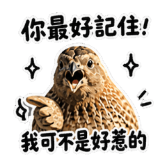 小鵪鶉胖胖會嗆人（本鳥版）