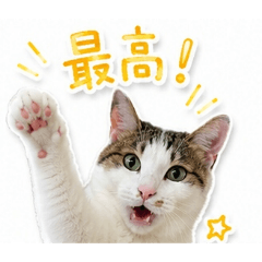 miki_20260525015608