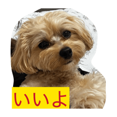 momo_20260525123018