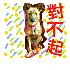Taiwan Brindle Dog 2